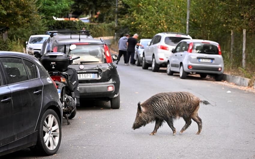 'Like the Wild West': Outrage in Italy over plan to hunt wild boars in cities