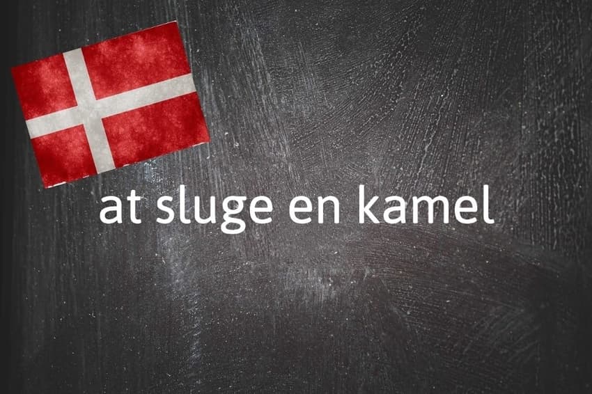 Danish expression of the day: At sluge en kamel