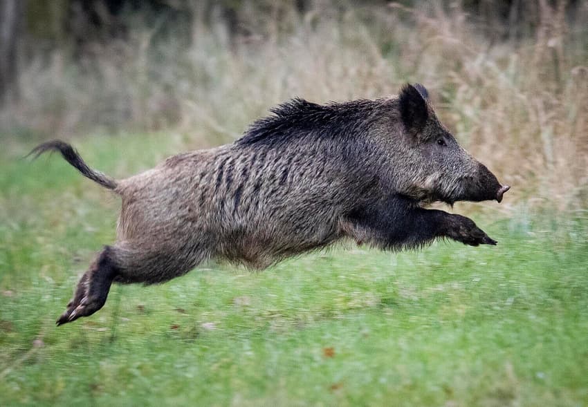 Wild boar thrive while Sweden targets 'mythical' wolf