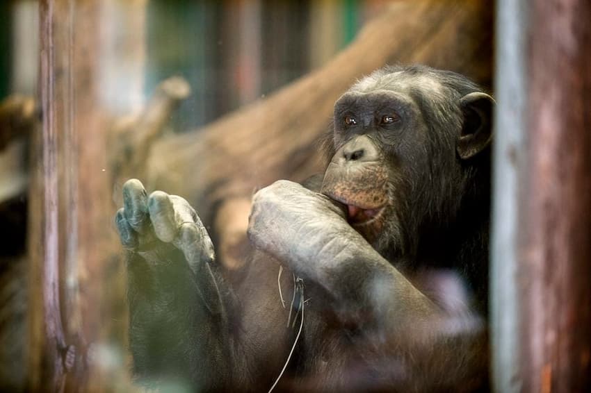 Crown Princess's favourite chimp dies in Furuviksparken zoo drama