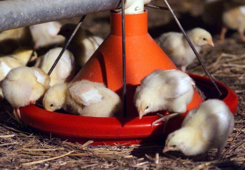 France fails to end culling of male chicks