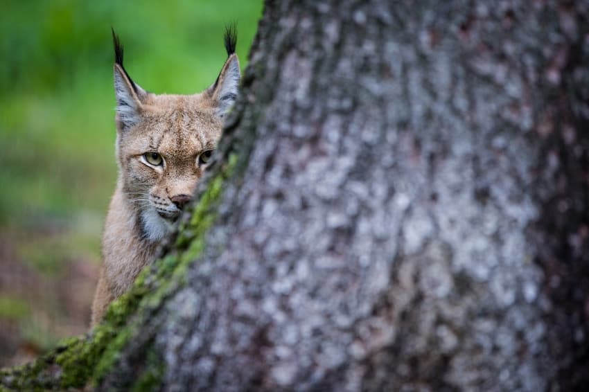 Lynx at 'high risk of extinction' in France