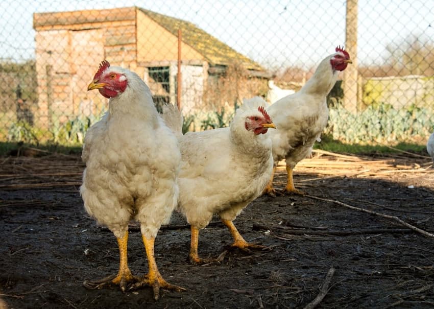French town gives free chickens to residents