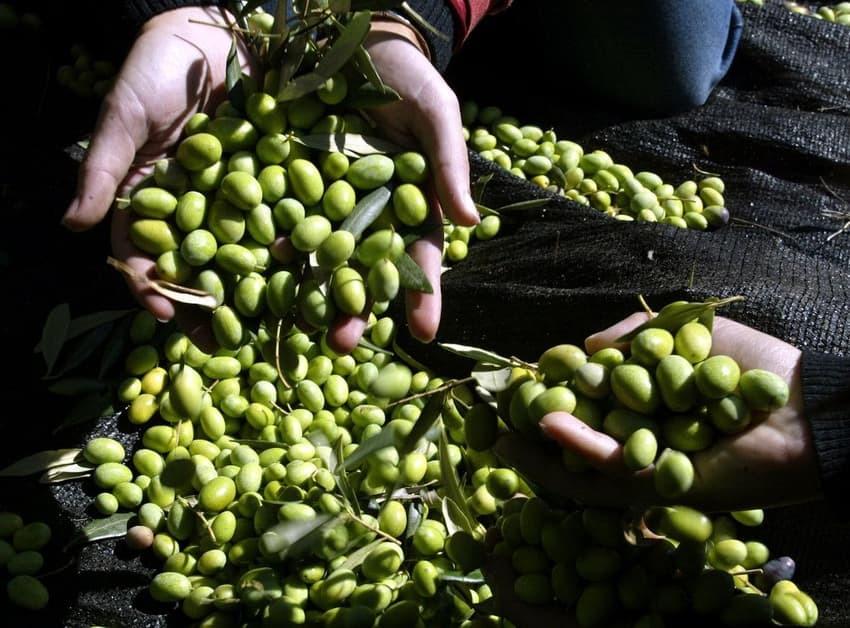 Police in Spain arrest 16 in olive farms heist