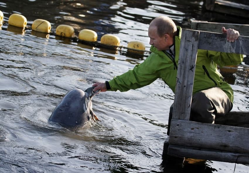 Russian 'spy whale' turns up in Swedish waters