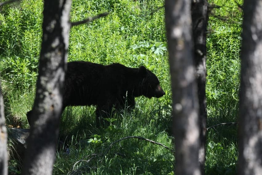 Activists fight to save ‘innocent’ bear held for killing jogger in Italy