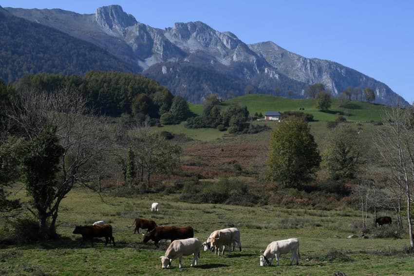 Why does France give a gift of three cows to Spain every year?