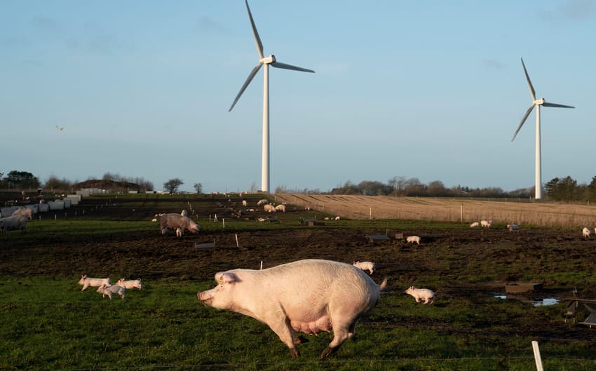 Number of pigs on Danish farms at 25-year low
