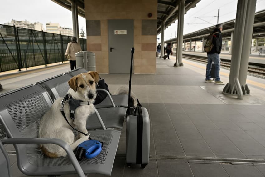 Spain to allow large dogs on high-speed train services between Madrid, Alicante and Valencia