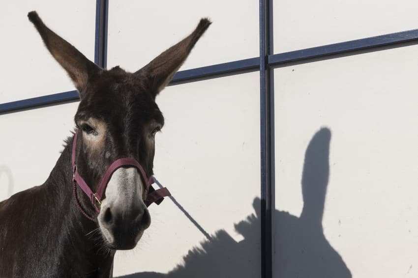 France's weirdest local laws - from mosquito bans to donkey rules