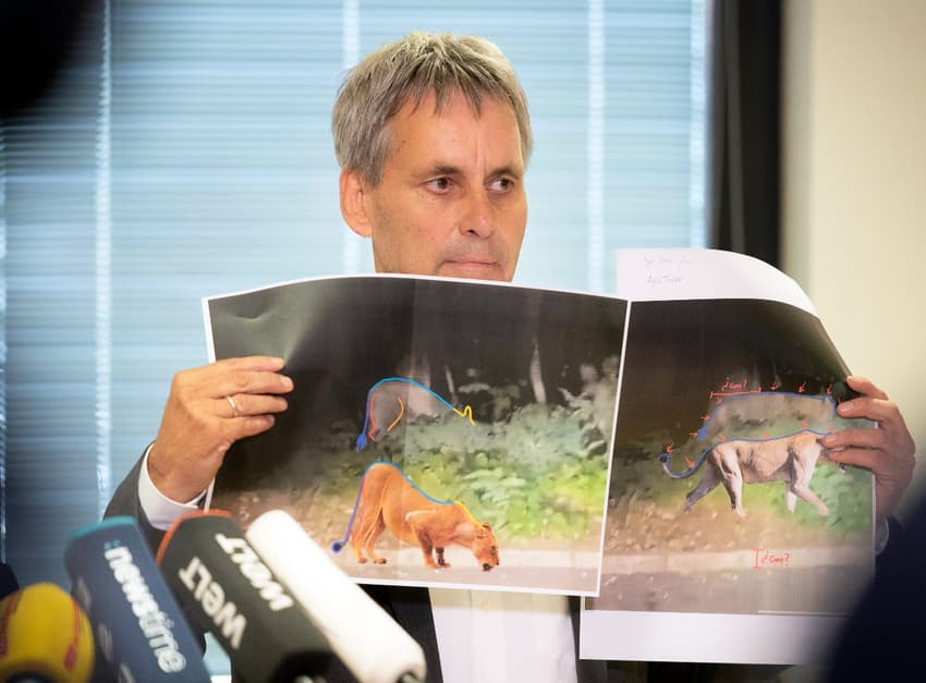 How did a wild boar sighting in Berlin turn into a two-day lion hunt?
