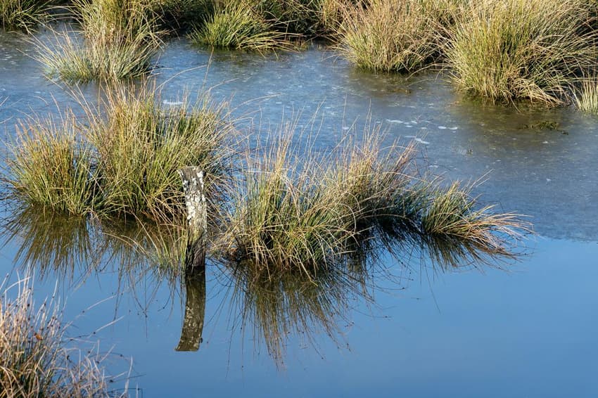Rewetting German marshes to blunt climate change impact
