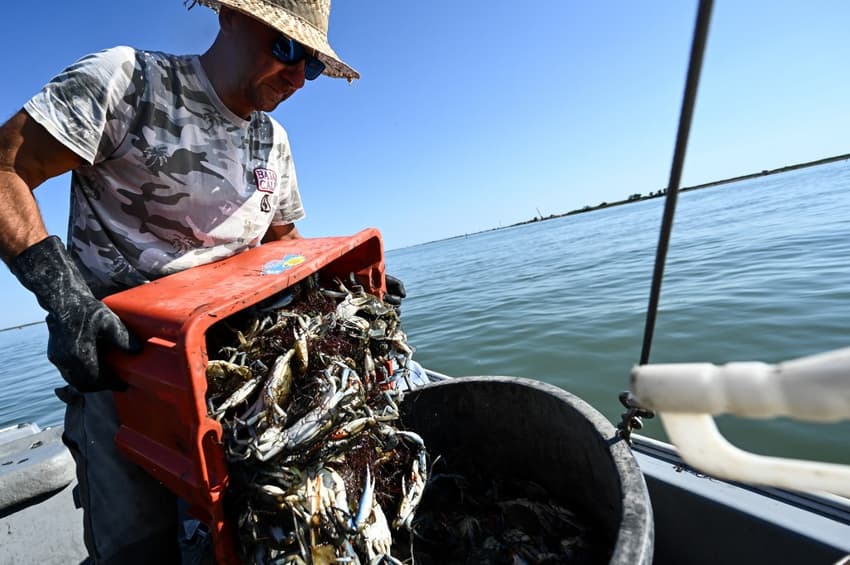 Italy's clam farmers fear blue crab 'invasion'