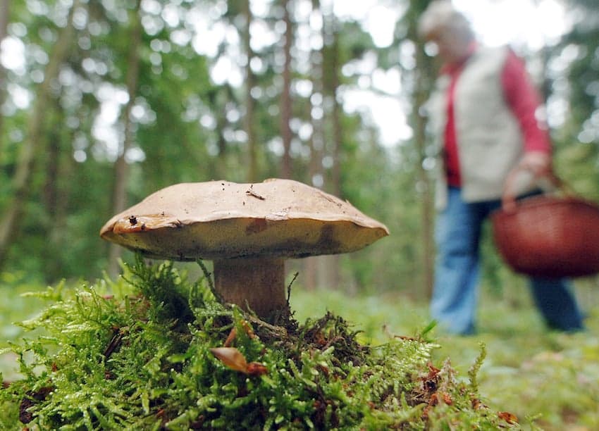 Wild mushrooms in southern Germany still radioactive decades after Chernobyl