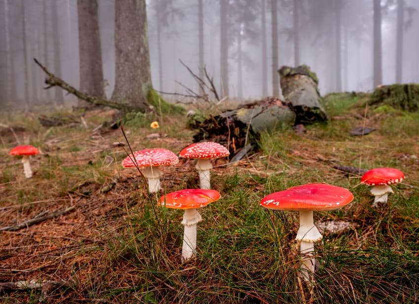 Eight poisonous mushrooms to avoid when foraging in Sweden