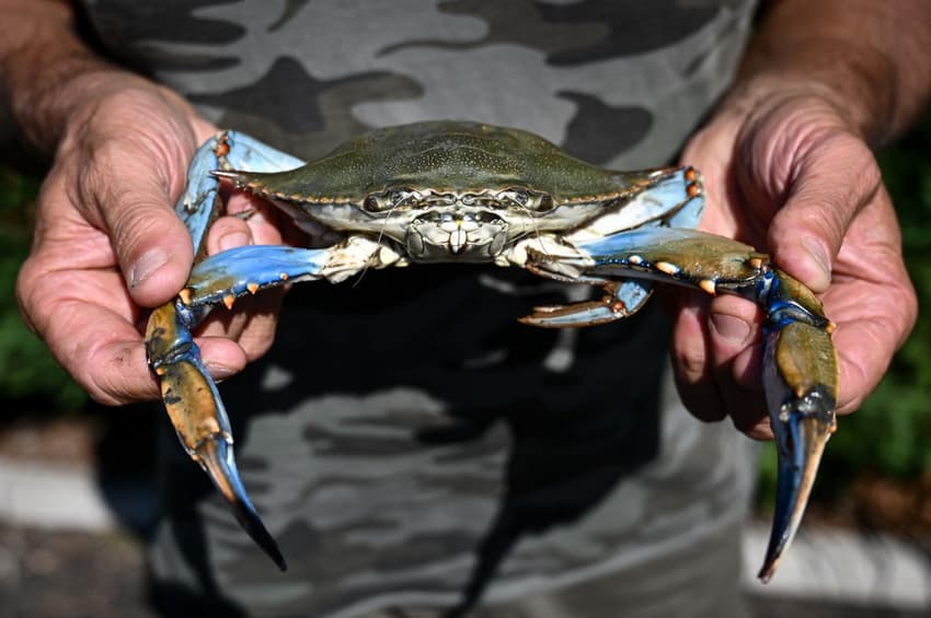 Why Italy is spending €2.9 million on fighting a blue crab 'invasion'