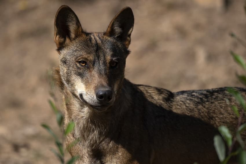 Spain's livestock farmers raise alarm over rise in wolf attacks