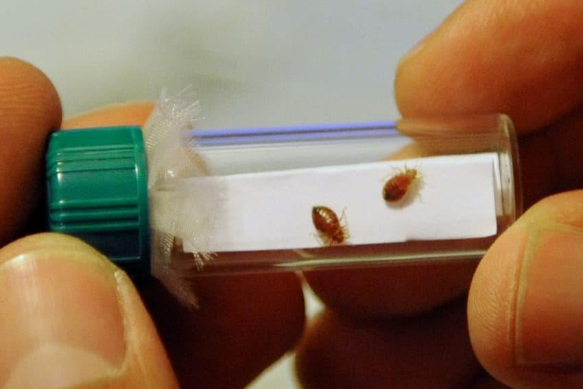 Trains, Metro, cinemas: Why bedbugs are causing growing concern in France