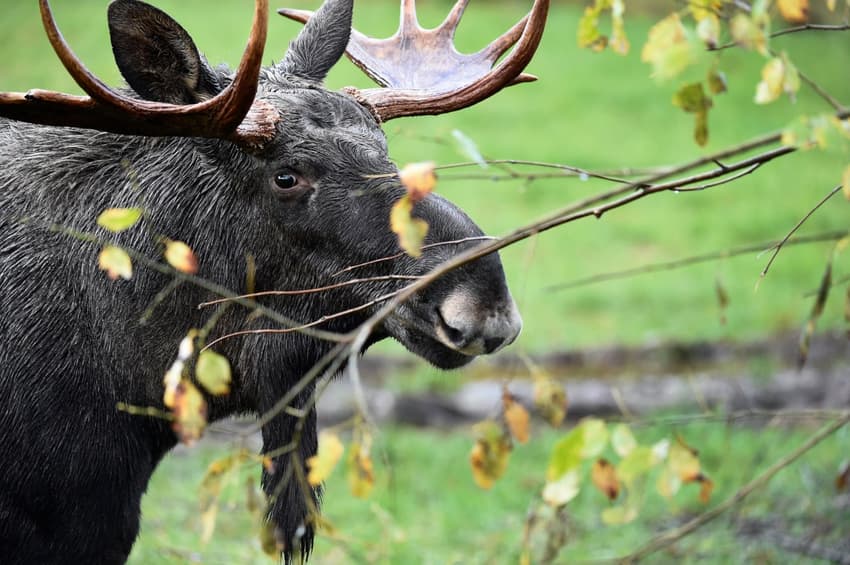 Elk on the loose killed after halting Stockholm metro traffic