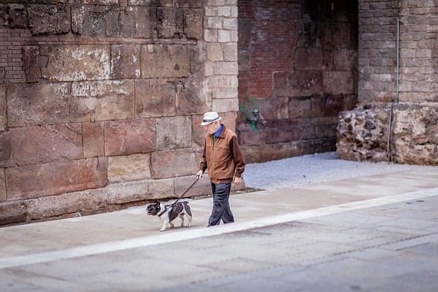 What we know about Spain's compulsory course to own a dog