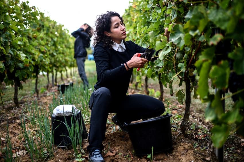 For Iranian refugees, French wine harvest part of anti-government 'struggle'
