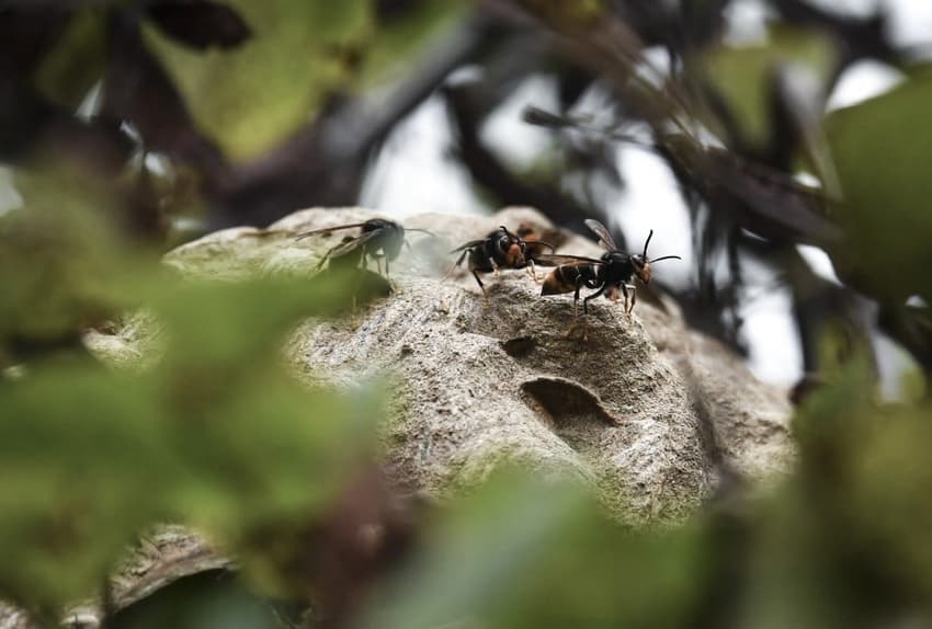What to do if you find a bee, wasp or hornet nest on your French property