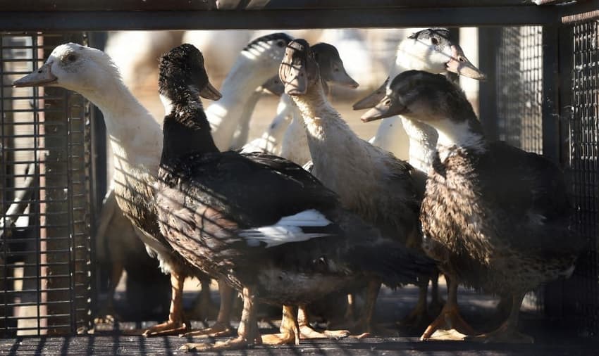 France to vaccinate millions of ducks against bird flu