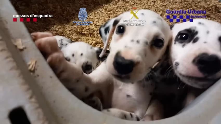 VIDEO: Police in Spain rescue over 400 pets from trafficking ring