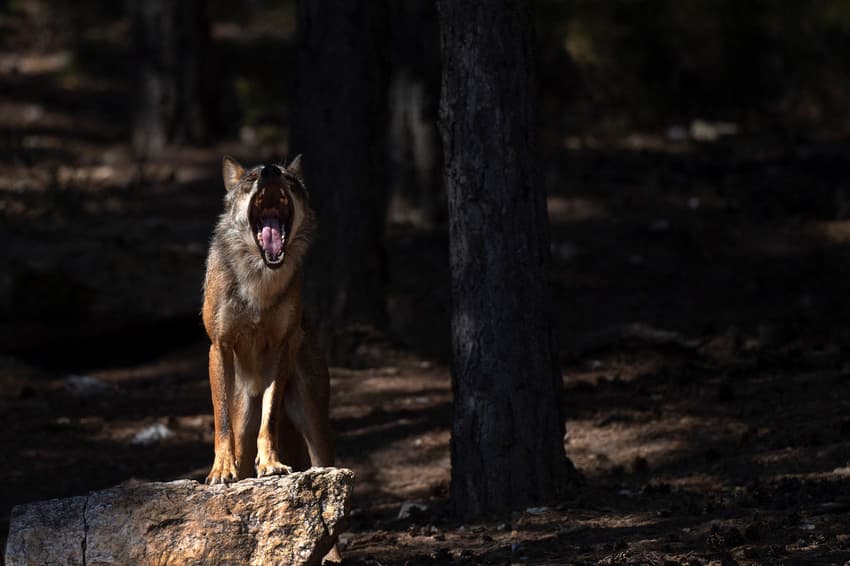 Wolf protection in Europe has become deeply political – Spain's experience tells us why