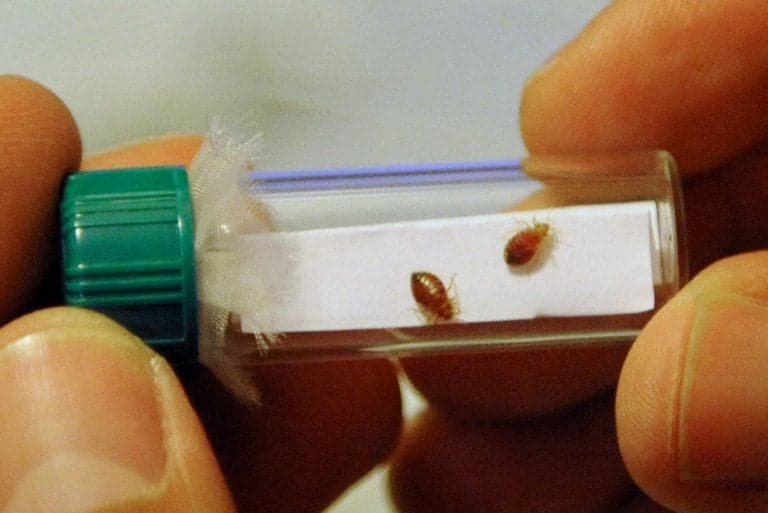 FACTCHECK: Has France's bedbug problem reached Spain?