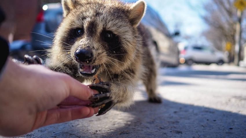 How raccoons are invading parts of Spain and causing havoc
