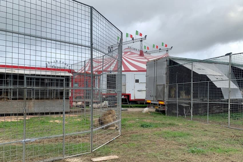 Italian circus says escaped lion 'posed no risk'