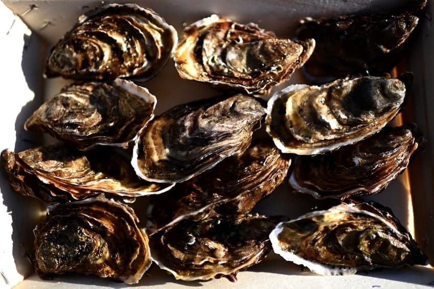 Climate change gets in the way of French oyster culture