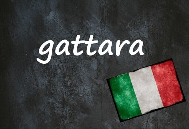 Italian expression of the day: 'Gattara'