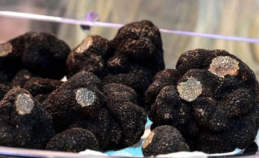 How black truffle production is booming in Spain