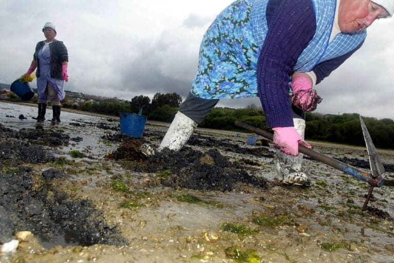 Spain's Galicia struggles with mass shellfish die-off