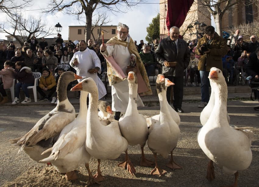 Why Spain has a day where priests bless animals