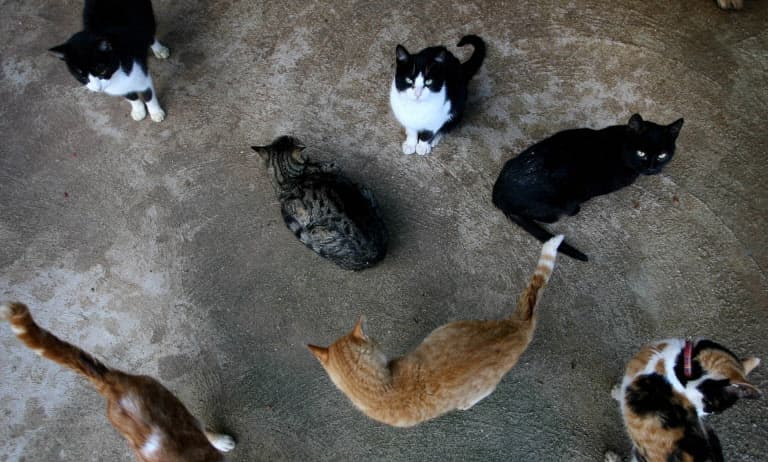 Police in Spain investigate suspected poisoning of 47 cats