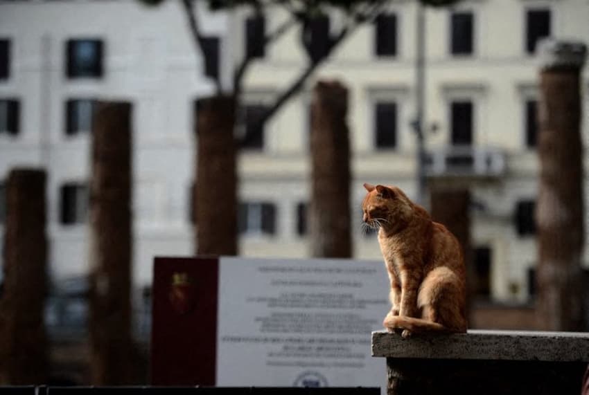 Did you know...? Rome's cats have special protected status
