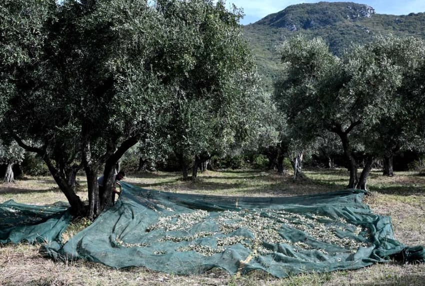 Interview: ‘Having an olive grove takes a lot of guts, but it’s worth it’