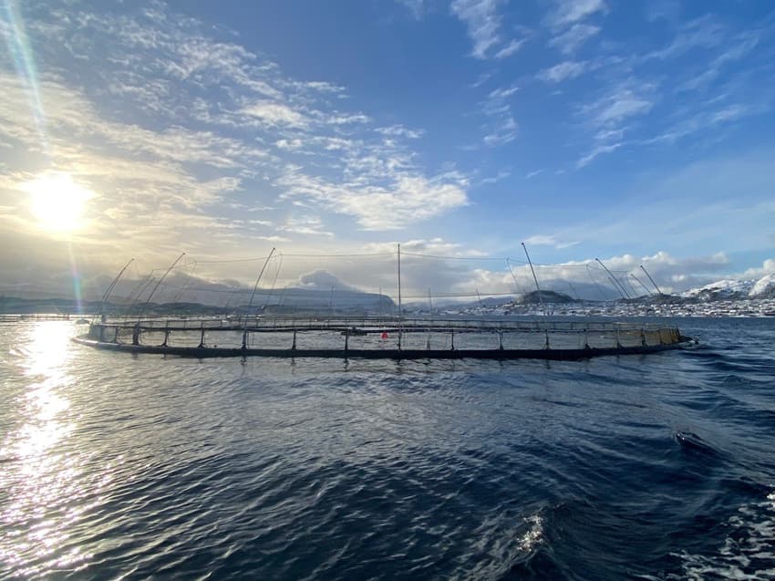 Why Norway's salmon farms have turned to a veggie menu