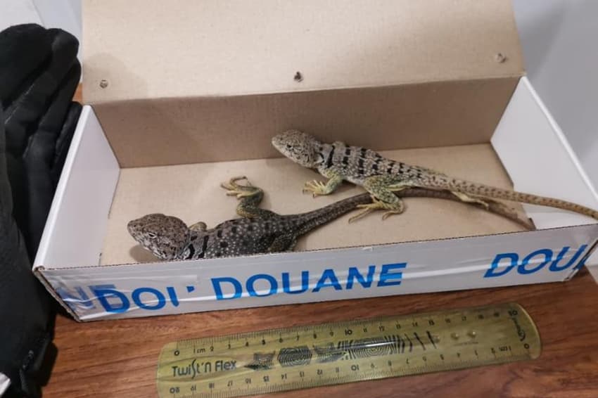 French customs officials intercept man smuggling live reptiles in his socks