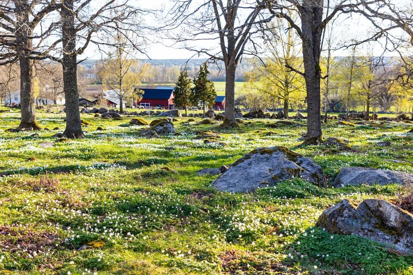 Essential Sweden: Student vocab, spring foraging and rental deposits