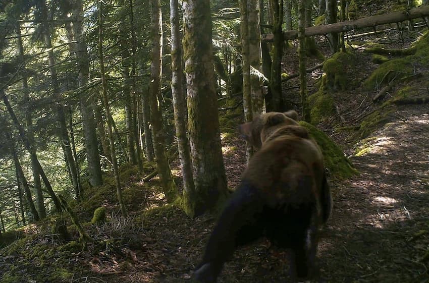 Brown bear numbers grow in Pyrenees