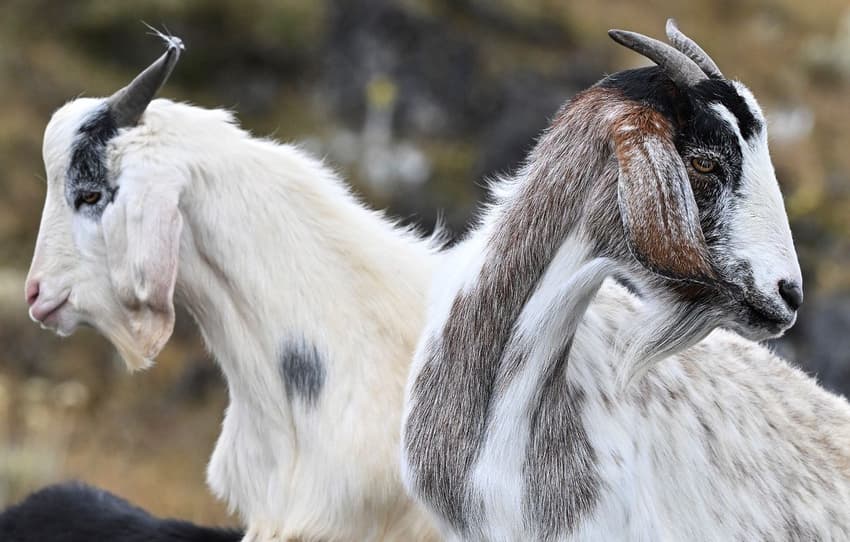 Inside Italy: The recovery fund mystery, rehoming goats and controversy over crisps