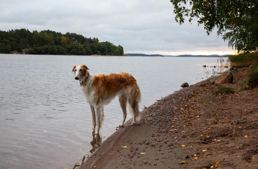 Essential Sweden: Import fees, preschool and rescue dogs