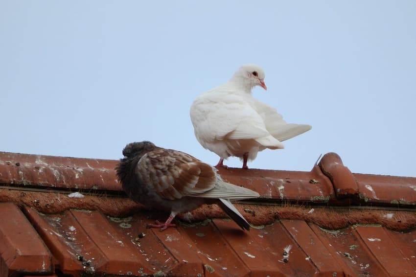 Pigeon poo and foul odours: How you can get rent reductions in Switzerland