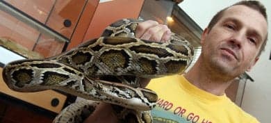 Posted pythons wreak havoc with German mail
