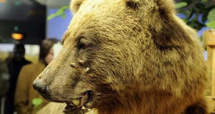 Circus llama to blame for massive bear hunt in Hesse