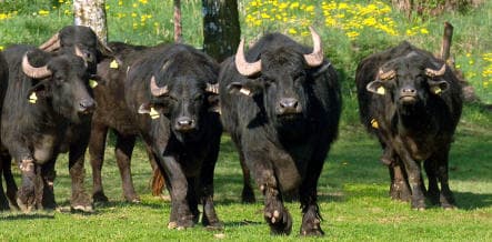 Water buffalo move into soggy Brandenburg
